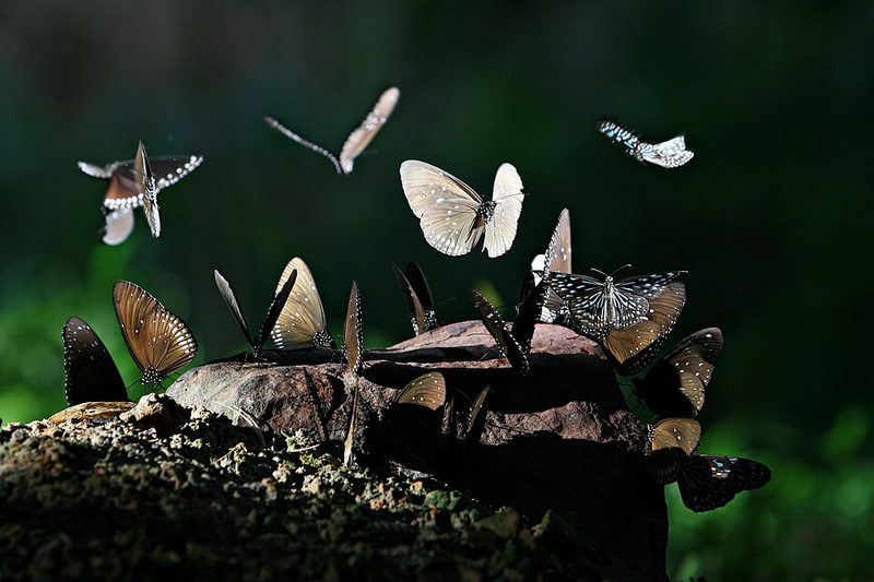 Pang Sida National Park