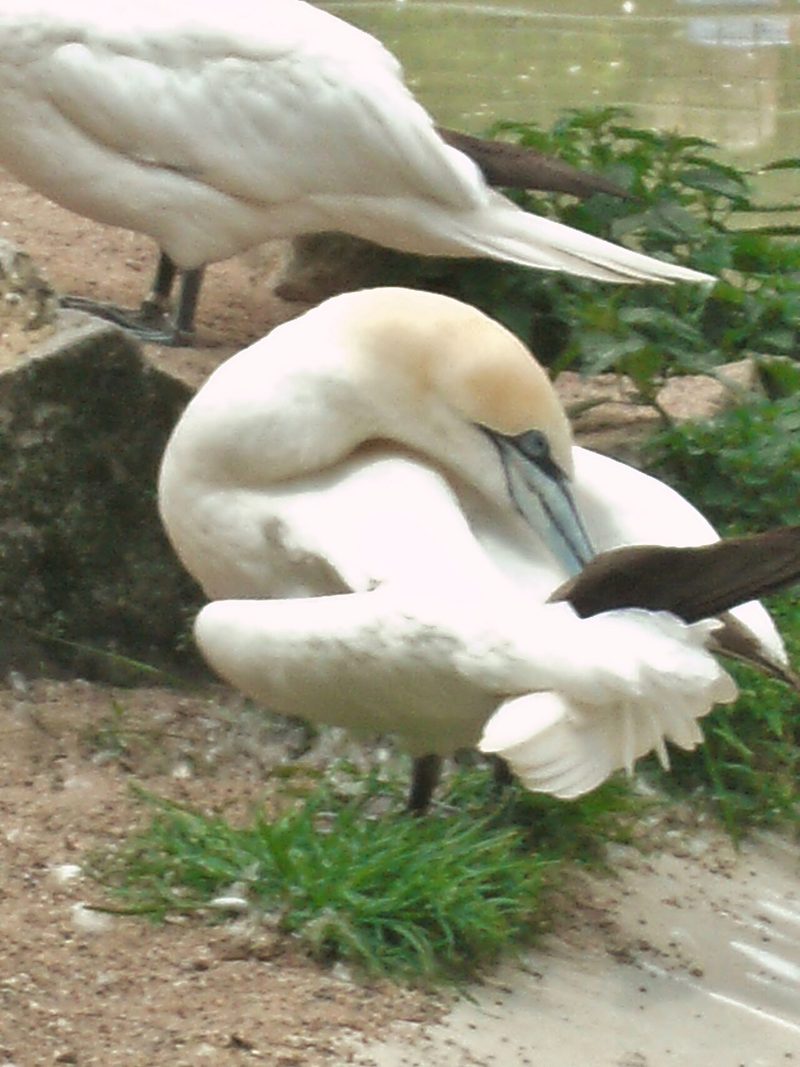 Natura Artis Magistra Zoo