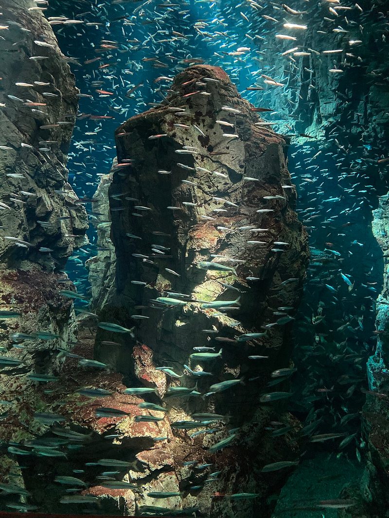Osaka Aquarium Kaiyukan