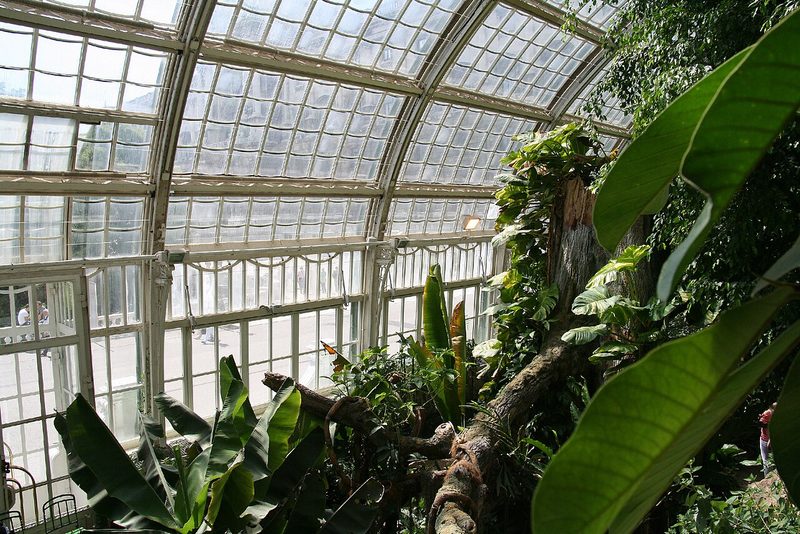 Palmenhaus