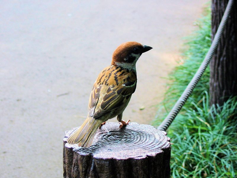 Kitanomaru Park