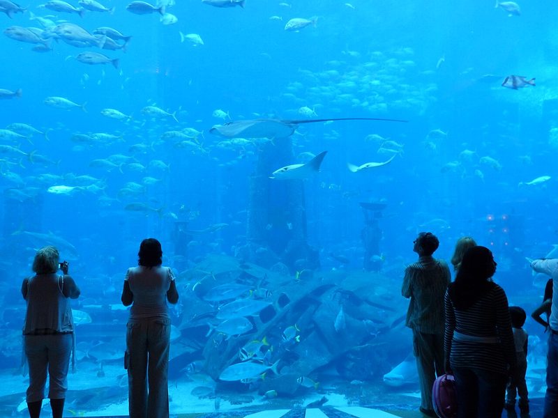 The Lost Chambers Aquarium and Ambassador Lagoon