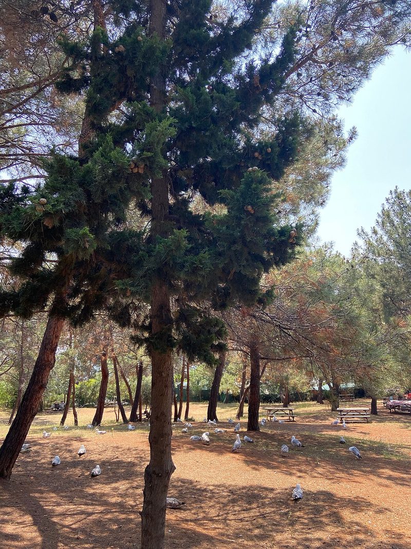 Değirmenburnu National Park