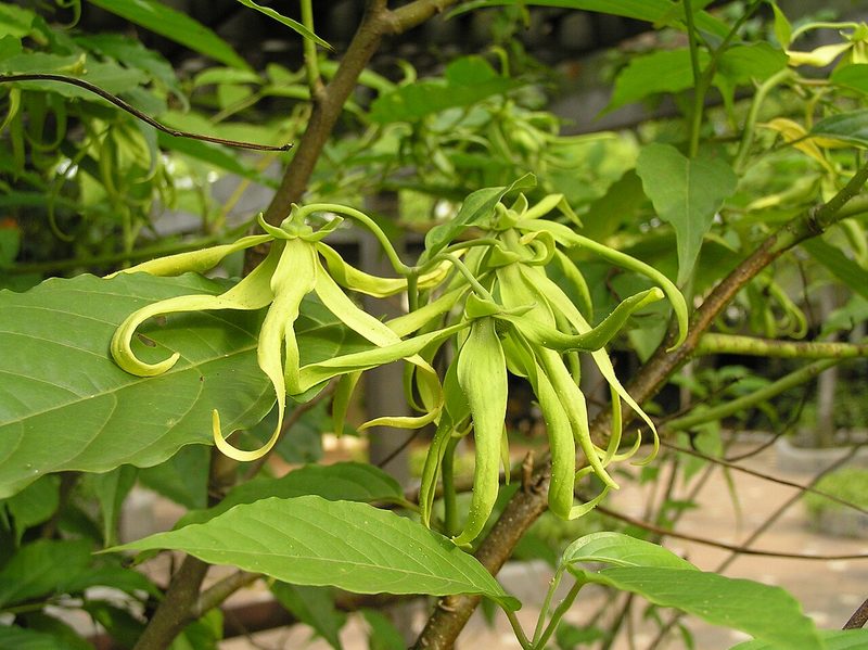 Botanical Gardens